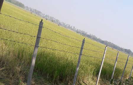 সাঁওতালদের রোপণ করা ধান কাটার নির্দেশ হাইকোর্টের 