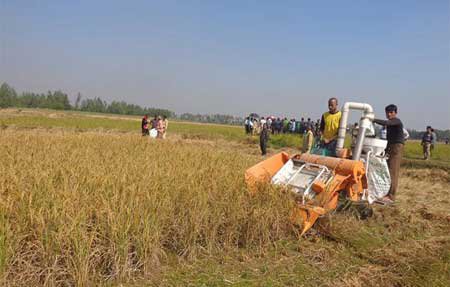 অবশেষে সাঁওতালদের লাগানো ধান কাটছে চিনিকল কর্তৃপক্ষ   