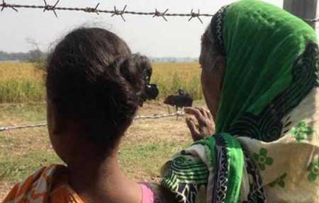 অবশেষে সাঁওতালদের লাগানো ধান কাটছে চিনিকল কর্তৃপক্ষ   