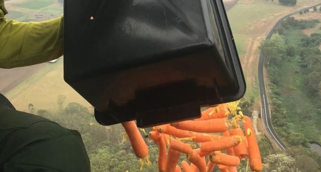 ক্ষুধার্ত প্রাণীদের বাঁচাতে বৃষ্টির মতো খাবার ঝরছে অস্ট্রেলিয়ায়