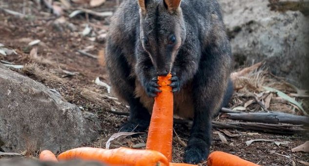 ক্ষুধার্ত প্রাণীদের বাঁচাতে বৃষ্টির মতো খাবার ঝরছে অস্ট্রেলিয়ায়