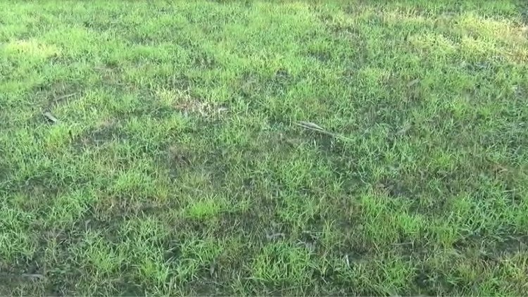 ঘন কুয়াশায় বীজতলা নষ্টে উদ্বিগ্ন লালমনিরহাটের কৃষকরা